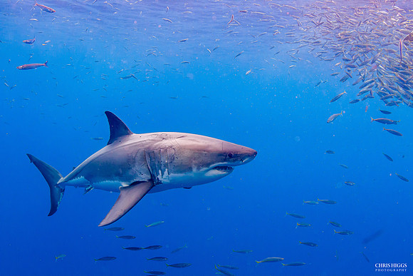 Great White 3