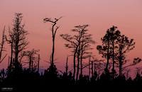 Spruce Creek - Sunset