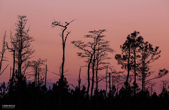 Spruce Creek - Sunset
