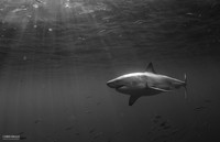 Great White Shark