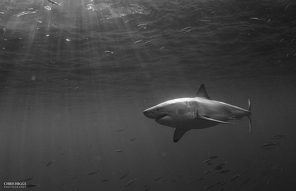 Great White Shark
