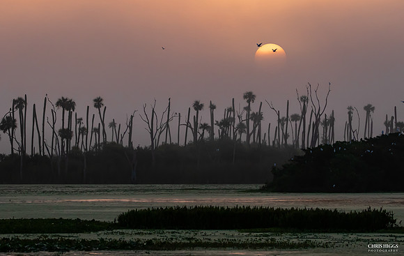 Orlando Wetlands Summer - 2