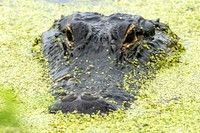 Florida Alligator - Lying in Wait  - 4