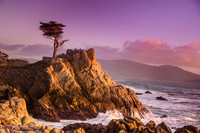 Afternoon Sun - Lone Cypress-2