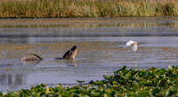 Florida Alligator - Mating Call with Egret Flyover