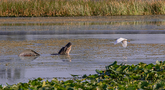 Florida Alligator - Mating Call with Egret Flyover