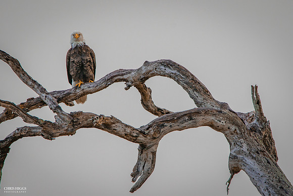 Storm Survivor