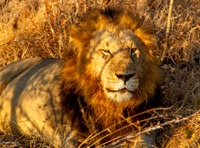 The King - Male Lion Afternoon Light