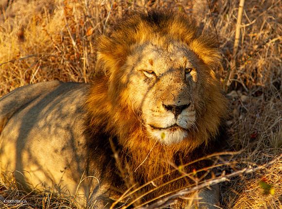 The King - Male Lion Afternoon Light