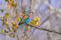 Lilac Breated Roller - 4