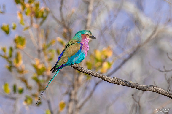 Lilac Breated Roller - 4