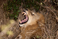 After Dinner Yawn and Roar