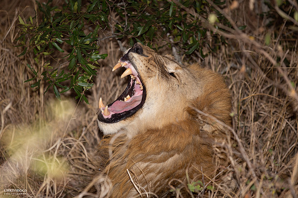 After Dinner Yawn and Roar