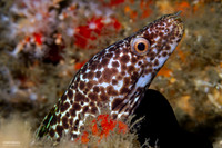 Reticulate Moray Eel