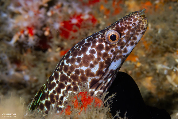 Reticulate Moray Eel