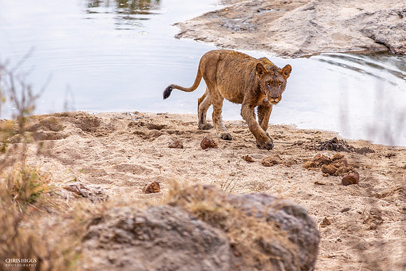 Lion by Water's Edge