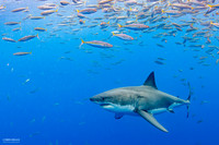 Great White 4