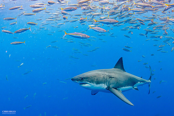 Great White 4