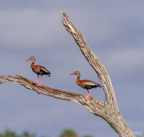 Black Bellied Whistling Duck (8)