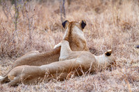 Lion Love