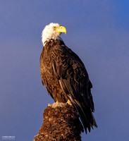 Bald Eagles at Rest