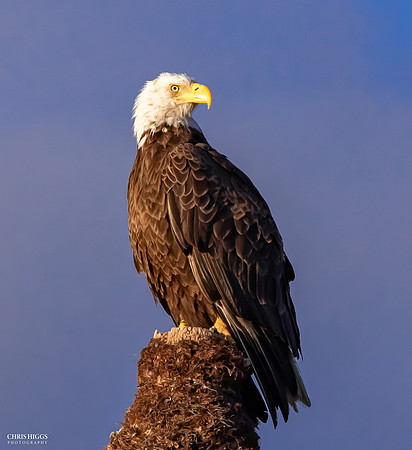 Adult Male - Orlando Wetlands