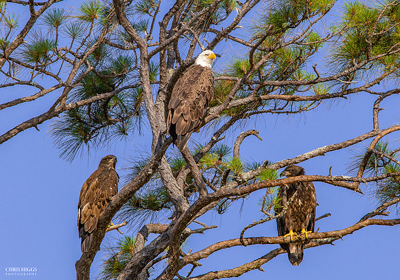 Bonnie with her Two Eaglets