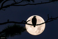 Eagle Moons