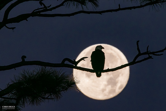 Christmas Moonset Bald Eagle