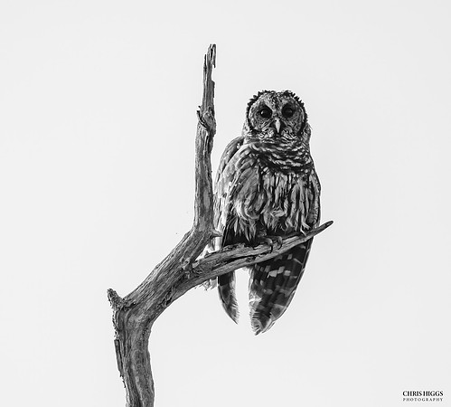 Barred Owl - Florida