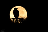 Pre-Dawn Moonset Eagle