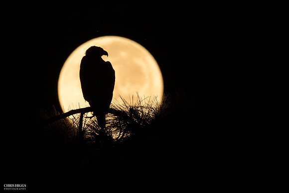 Pre-Dawn Moonset Eagle