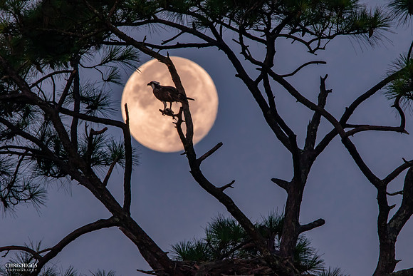 Osprey Breakfast Moon