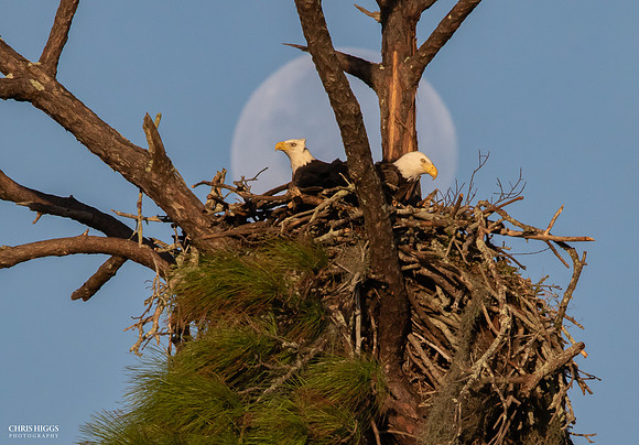 Early Moon Coupling - Bald Eagles