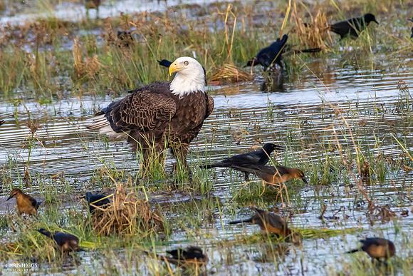 Adult Male Tomoka Farms