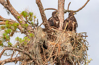 Bonnie's Eaglets