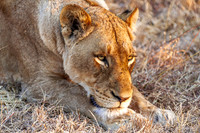 Female Lion
