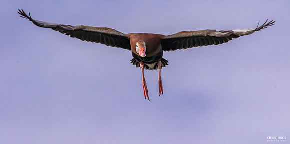 Black Bellied Whistling Duck -1