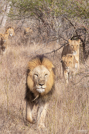 Dad's Leading the Patrol