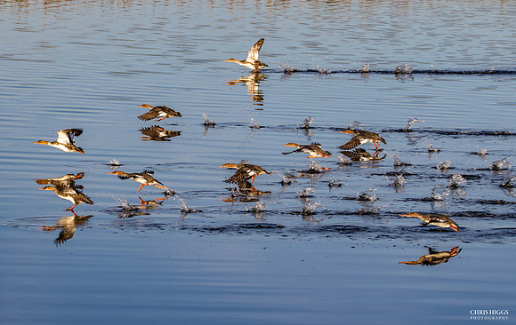 Merganser Taking Flight