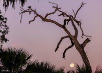 Holly Hill Moonset