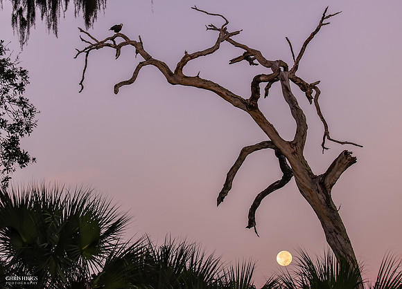 Holly Hill Moonset