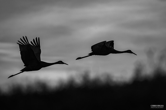 Sand Hill Cranes in Flight