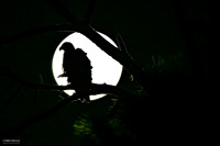 Pre- Dawn Eagle Moon - Bald Eagle