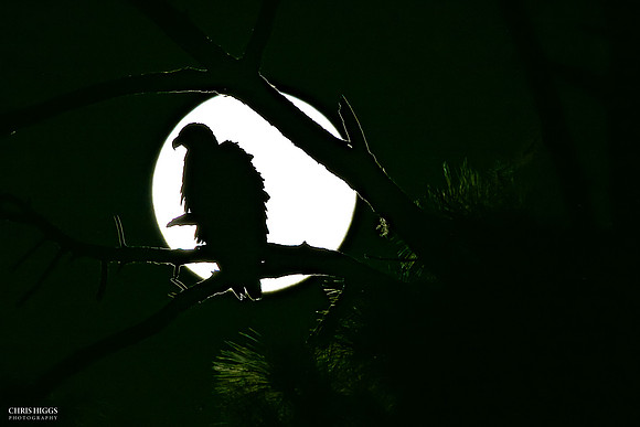 Pre- Dawn Eagle Moon - Bald Eagle
