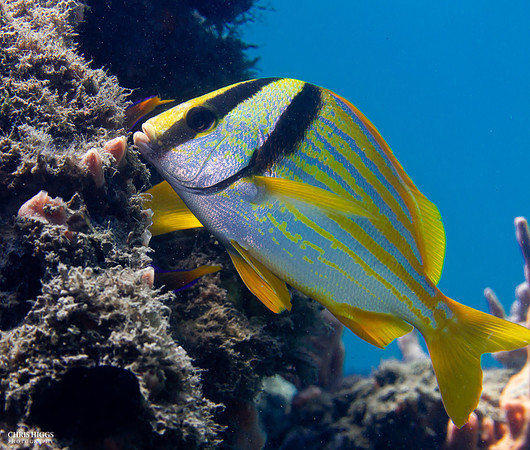 Porkfish