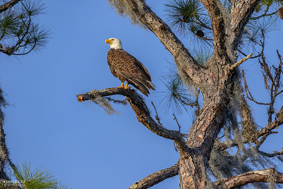 Adult Male - Lake Dias