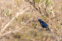 Cape Glossy Starling