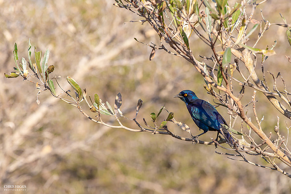 Cape Glossy Starling