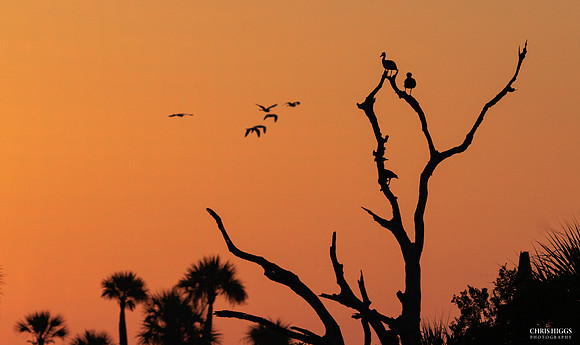Orlando Wetlands Flocks